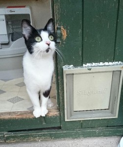 Yorkshire Cat Rescue.jpg
